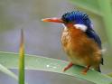 IJsvogels