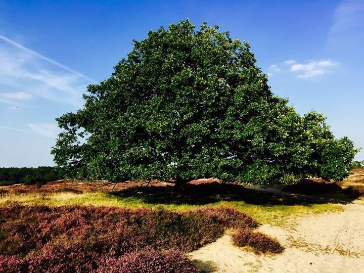 Boshuisje te huur tijdens healingweekenden