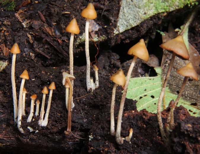 Onderzoek: magische paddenstoelen tegen depressie
